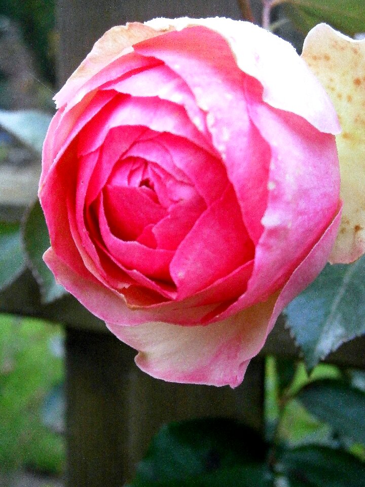 Light pink white tender