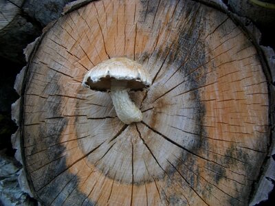 Sponge grow annual rings