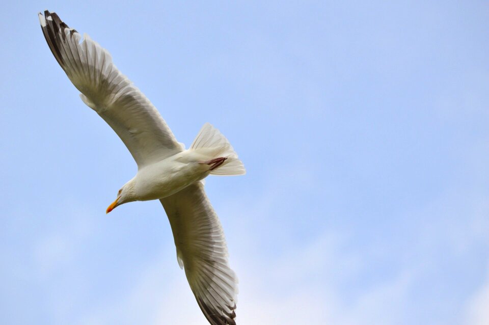 Animal nature fly