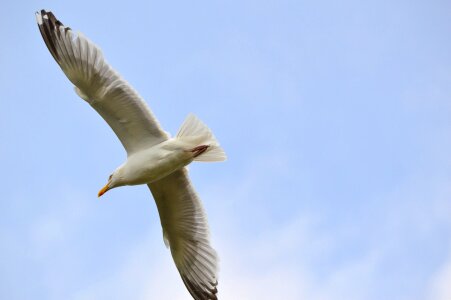 Animal nature fly photo