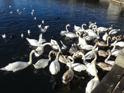 Lake zurich water white