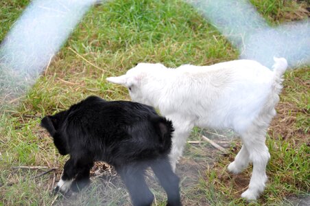Farm capra animal
