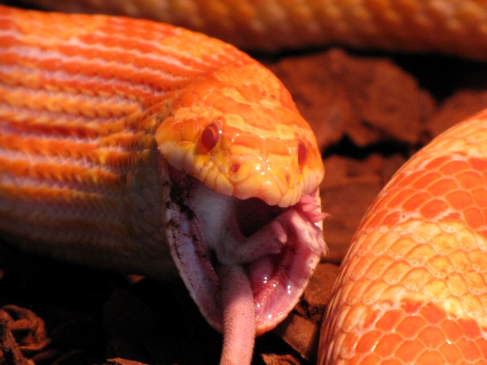 Guttata elaphe cornea