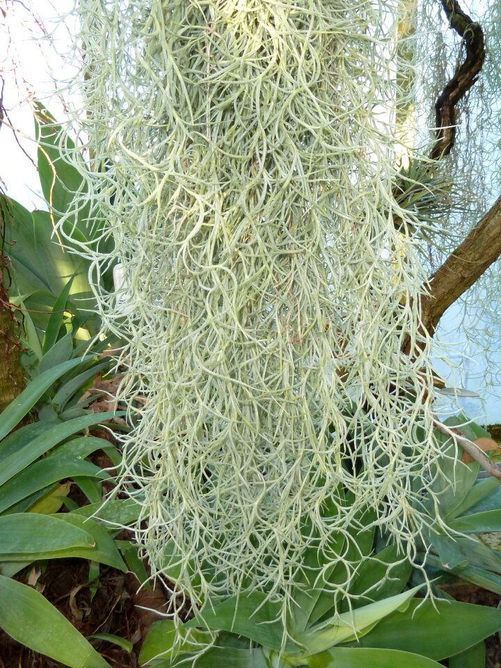 Nature green flora