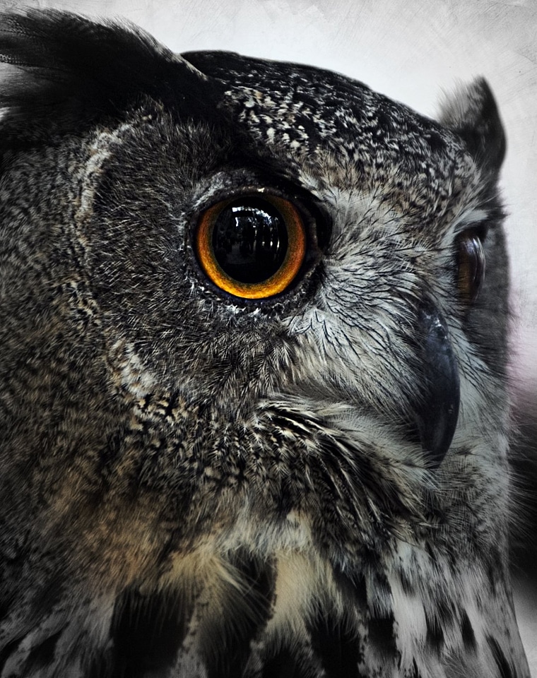 Royal bird of prey eyes