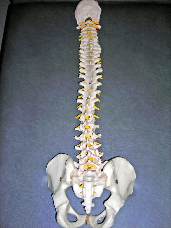 Vertebral column skeleton bones