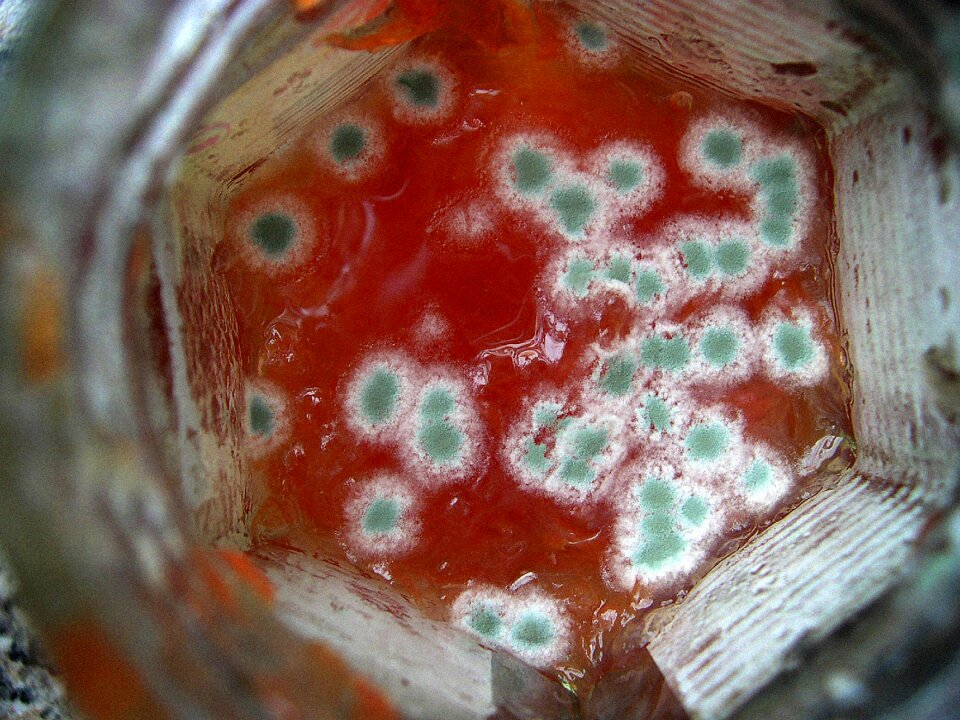 Spores corrupted toxic