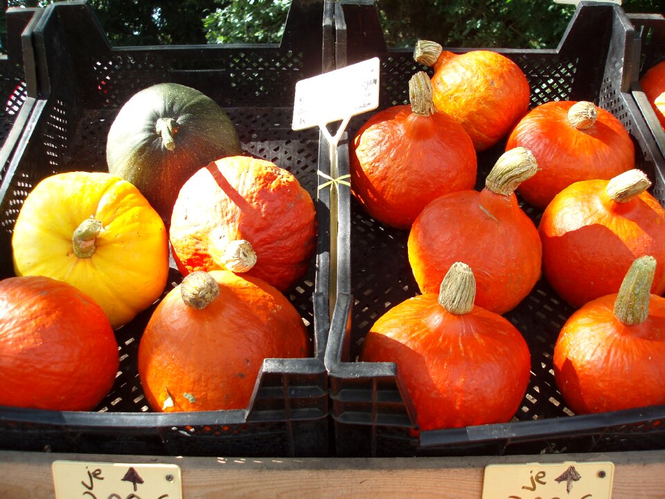 Autumn gourd golden autumn