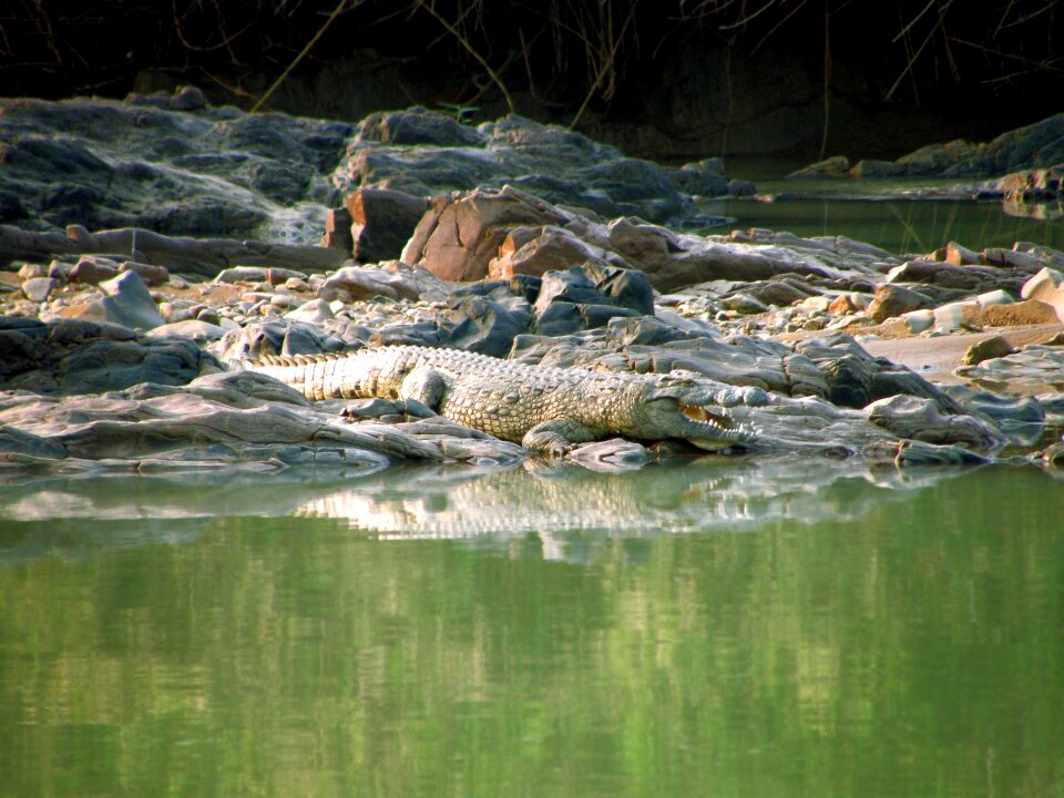 River namibia green
