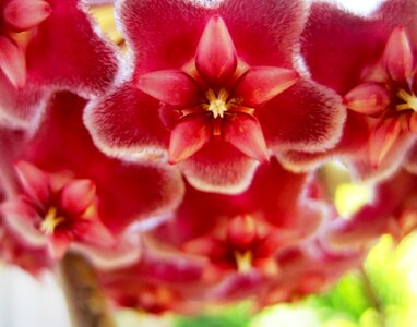 Pink velvety waxlike