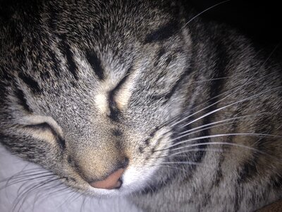 Asleep cat face cute cat photo