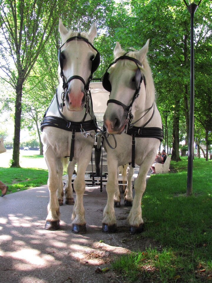 Horses boulogne white