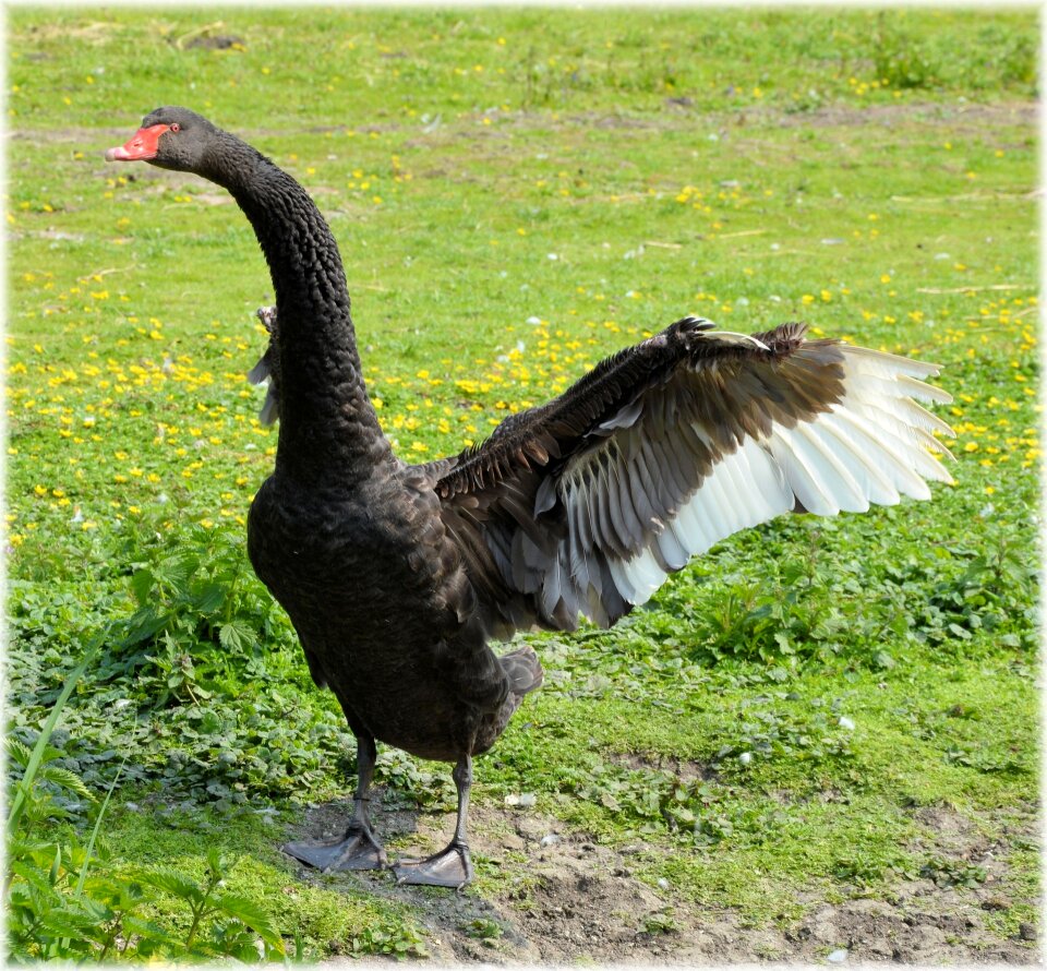 Water bird nature