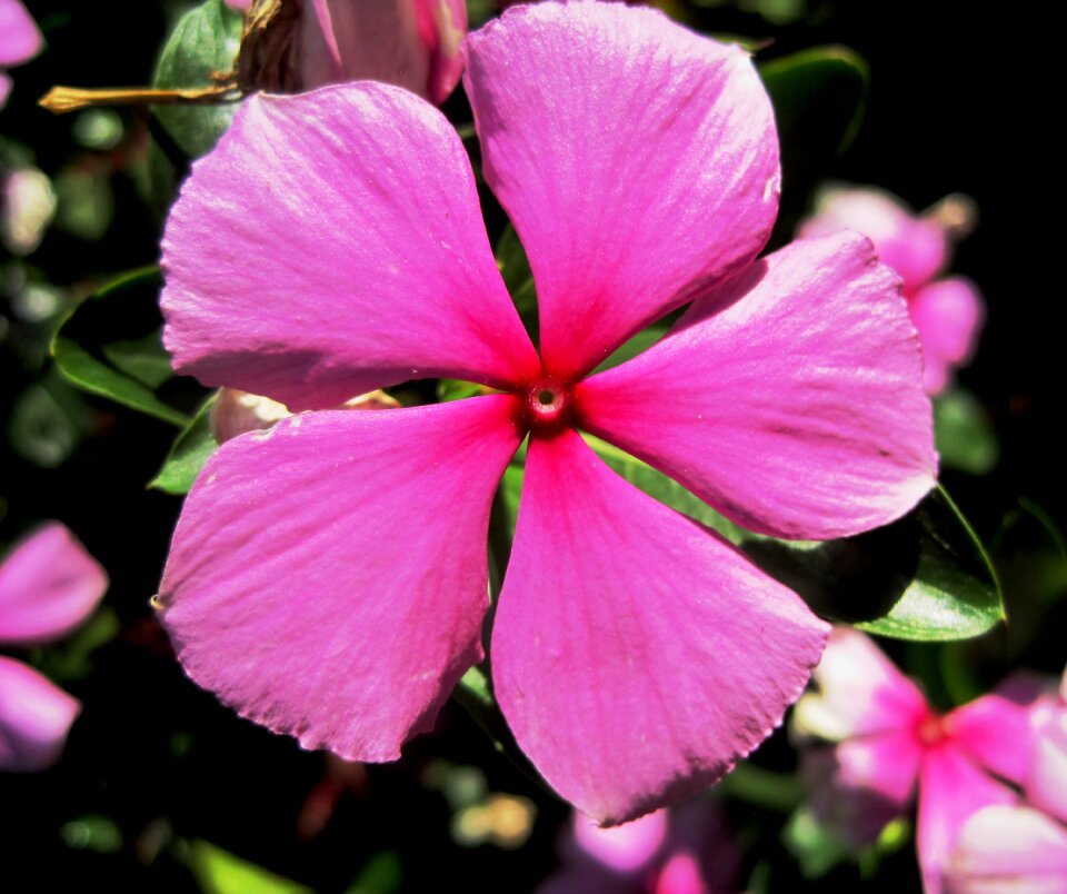 Simple pretty pungent plant