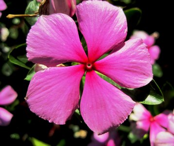 Simple pretty pungent plant