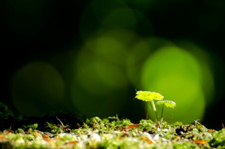 Moss macro nature photo