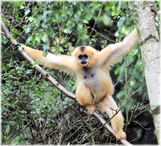 Series monkey monkeys