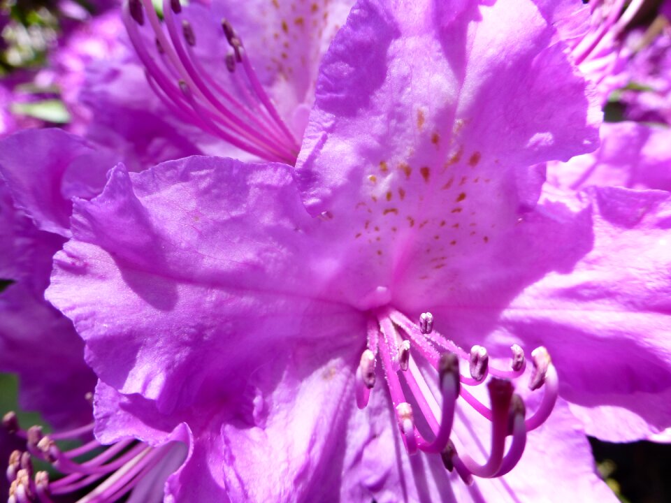 Bloom rhododendron spring