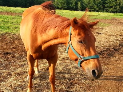 Riding animal outdoor