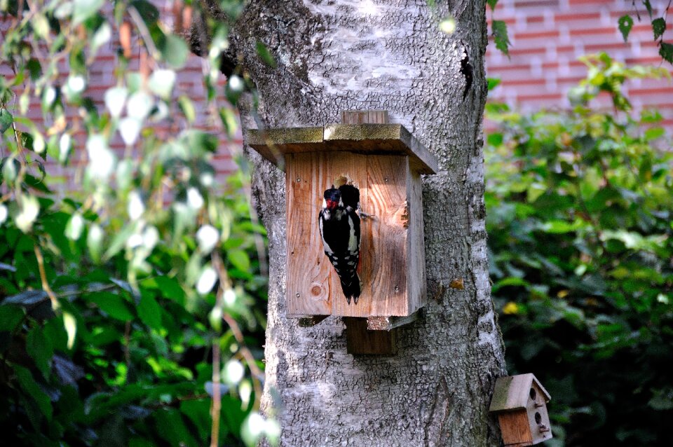 Tree bark great spotted woodpecker