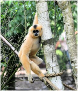Series monkey monkeys