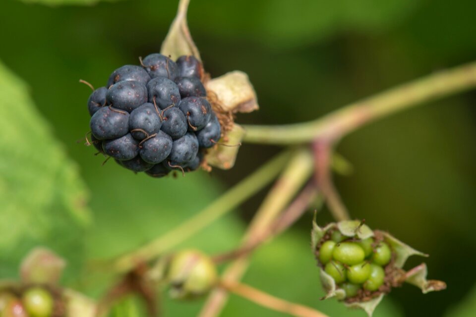 Food nature summer