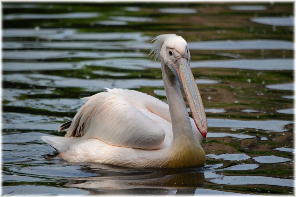 Nature bird water bird