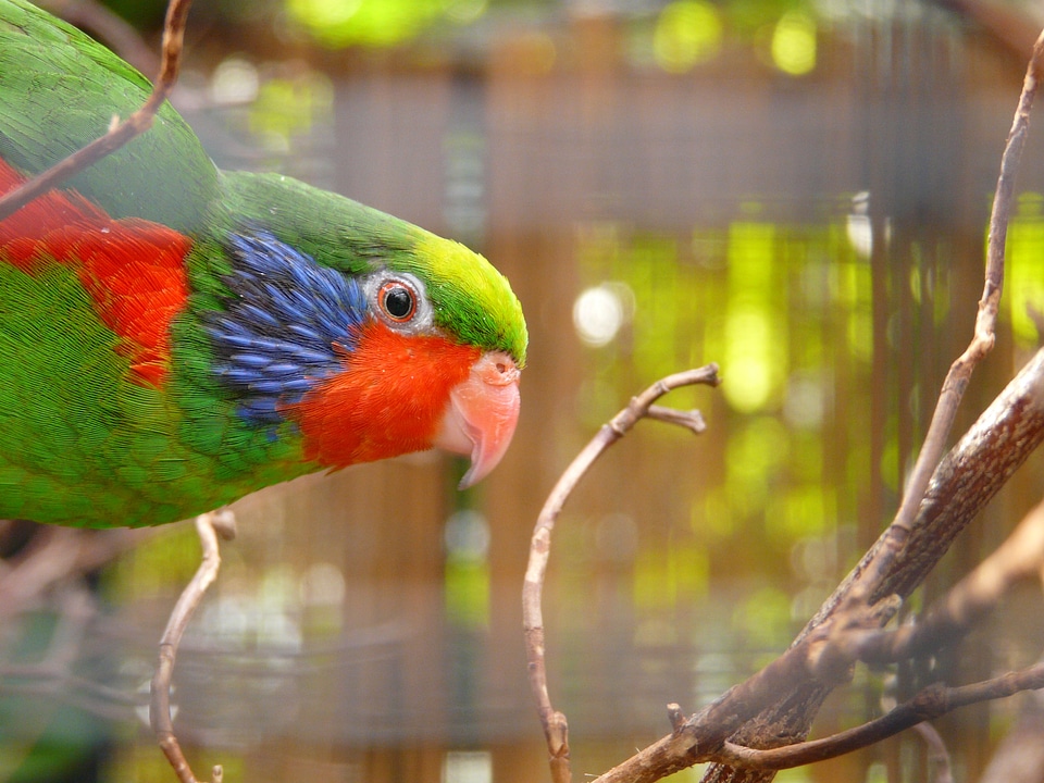 Bird animal colored