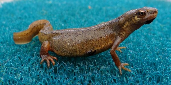 Amphibian amphibians garden