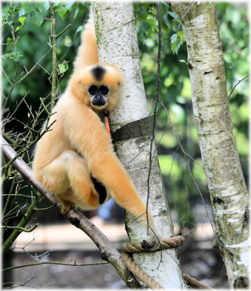 Series monkey monkeys