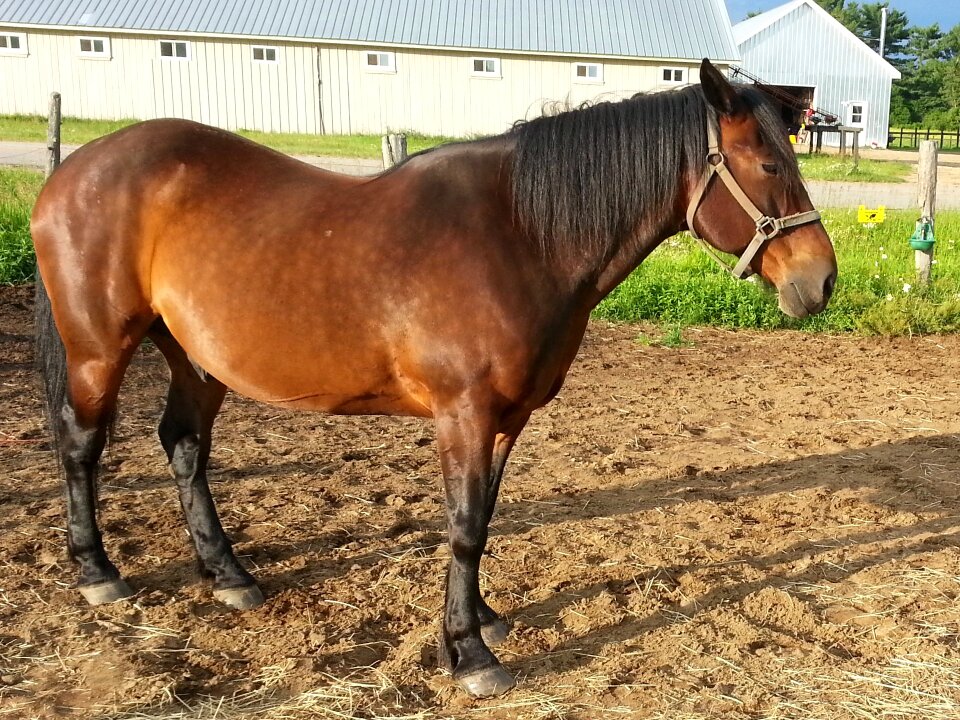 Riding animal outdoor