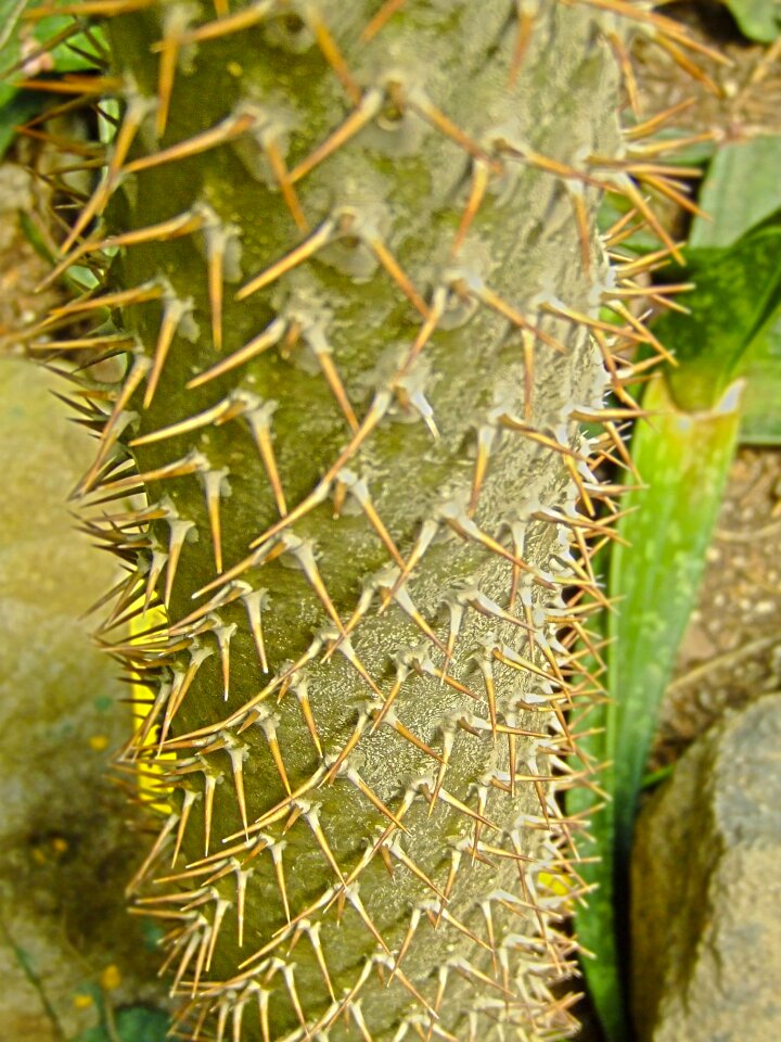 Thorns spines sharp