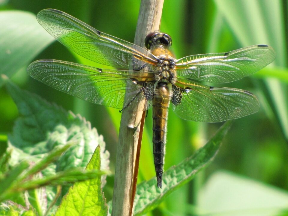 Fly animal animals