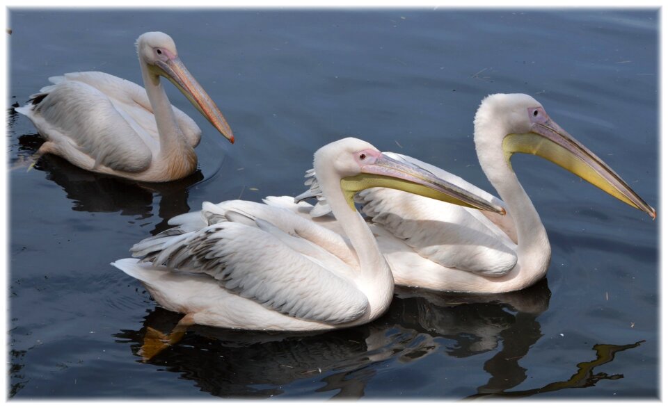 Nature bird water bird