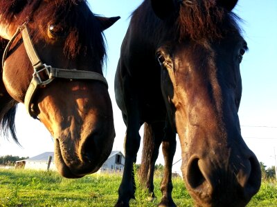 Riding animal outdoor