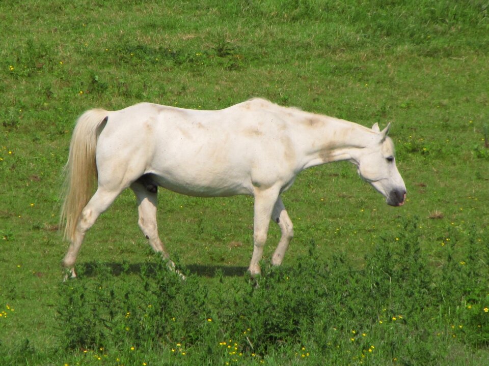 Foal meadow grass
