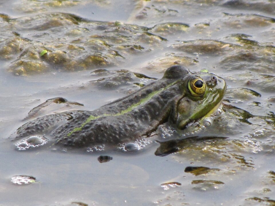 Animal vertebrate marshes