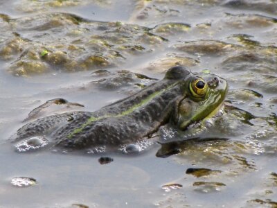 Animal vertebrate marshes