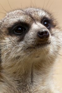 Creature meerkat animal