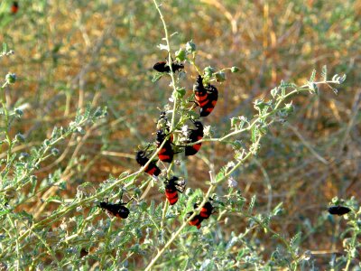 Red black insect