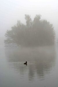 Fog wings feathers photo