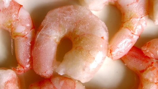 Prawn shrimp shrimps