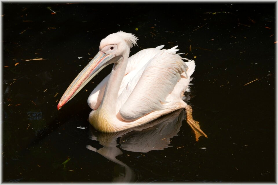 Nature bird water bird