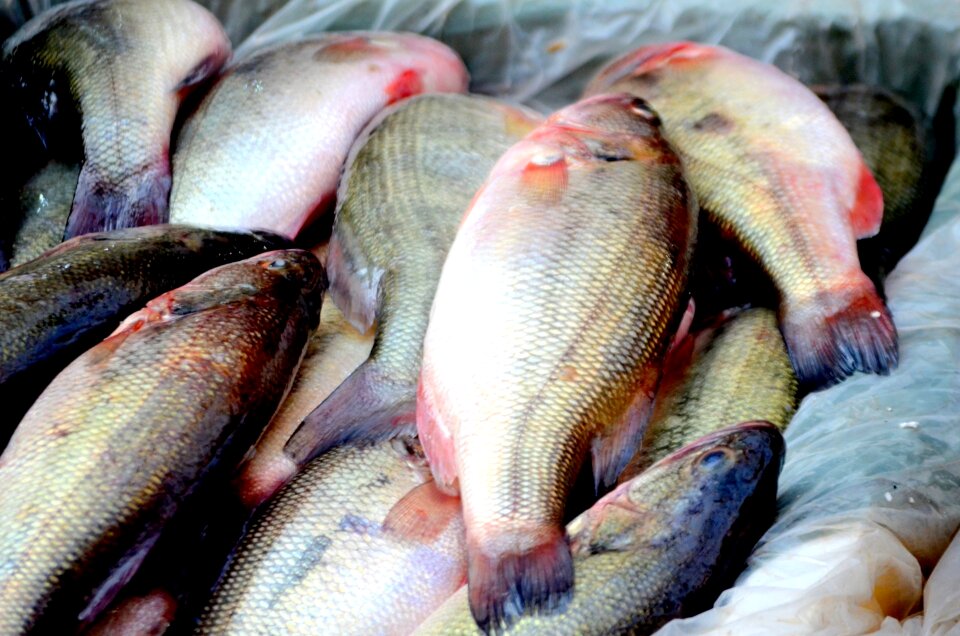 Food business market