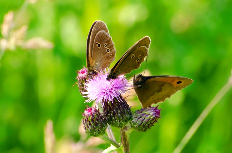 Flower season spring