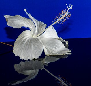 Flower white marshmallow