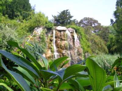 Leaf leaves waterfall photo