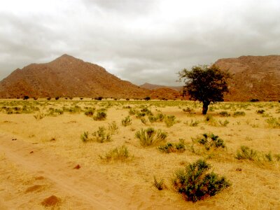 Tree lonely barren photo