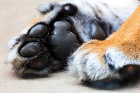 Claw fur cat