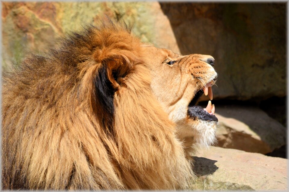 Hunter animal animals